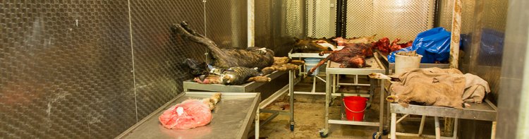 Cadavers and anatomical parts in the cold chamber