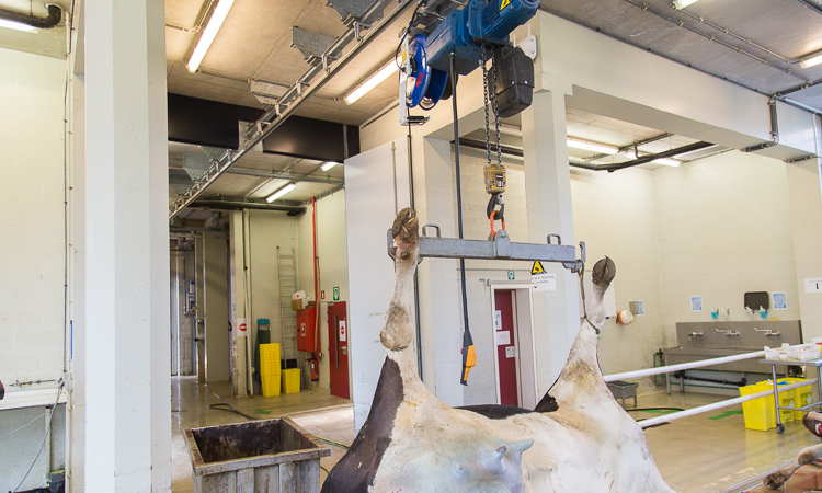 Cadavers hanged on the lifting tackle