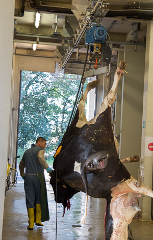 Les cadavres sont vacus par le personnel ou sous sa supervision