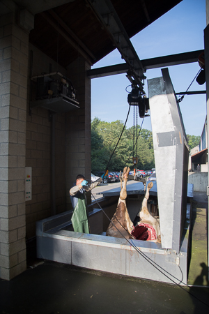 Cadavers are stored in the refrigerated bin at the exit of the necropsy room (behind the building)