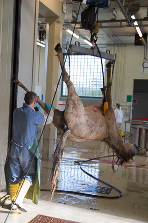 Staff Members moving a cadaver