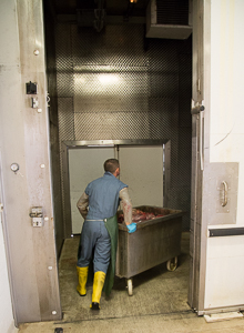 Rolling containers are carried back to the cold-storage chambers