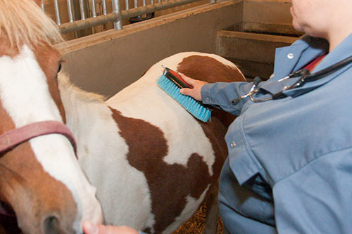 Groom hospitalized horses