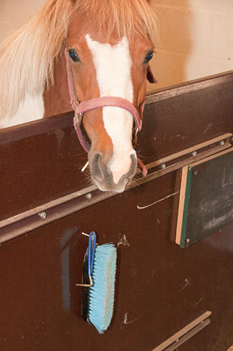 matriel de pansage devant chaque box