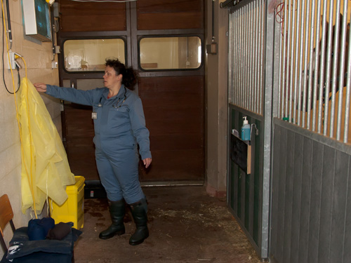 Enfiler le tablier qui est pendu devant le box de l´animal  examiner