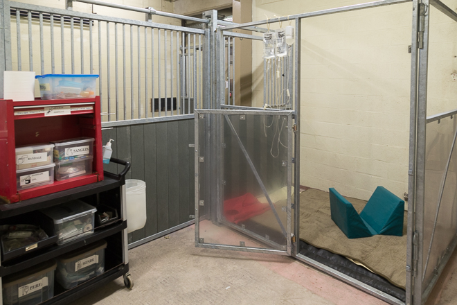 Box in the foal intensive care unit, ready to house the patient