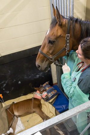 Foal and mare in the intensive care unit