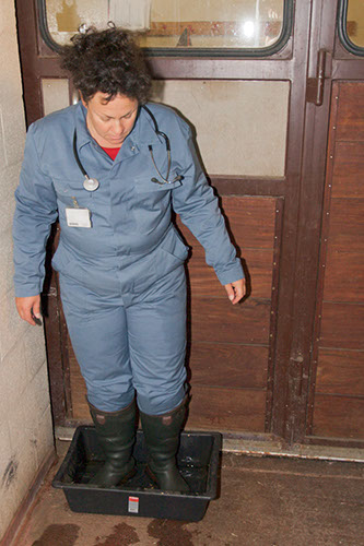 Walk through the foot bath in front of each foal unit