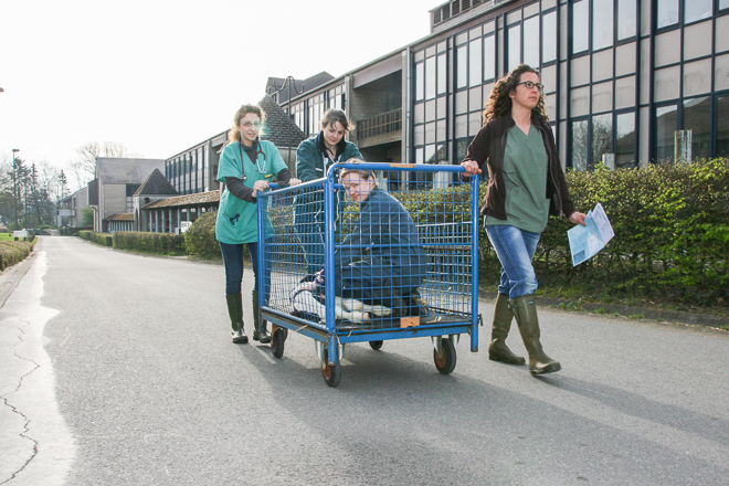 Calf on a trolley to enter the imaging unit.