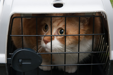 Chat dans une cage de transport