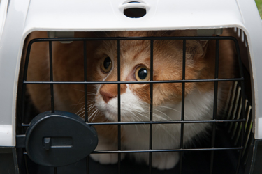 Cat in a portable cage