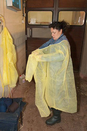 Put on the PPE for class 3 large animals in the equine clinic.