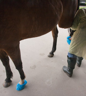 Pack the feet of large animals with overshoes.