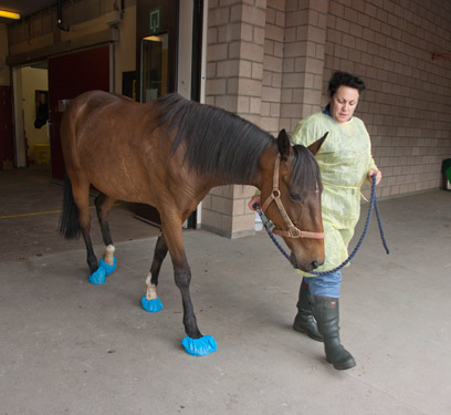 Return to the equine clinic.