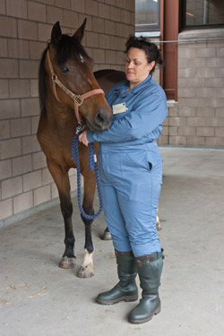 Cheval accompagn dans la zone d'attente ( l'extrieur du btiment) pour les grands animaux