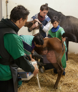 Team of the imaging unit away in the equine clinic