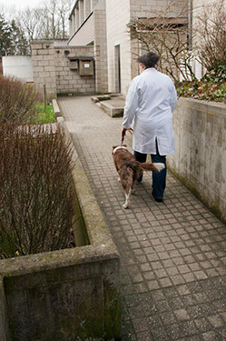 Return to the clinic of companion animals