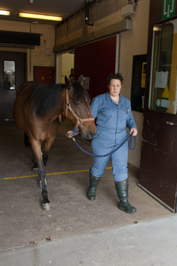 Return to the equine clinic