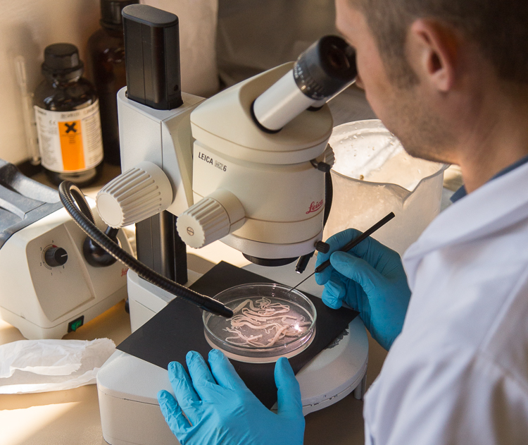 Observation of parasitic worms under the microscope