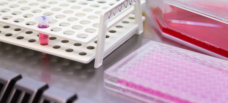 chantillon dherpsvirus bovin de type 1 (BoHV1) sous la hotte