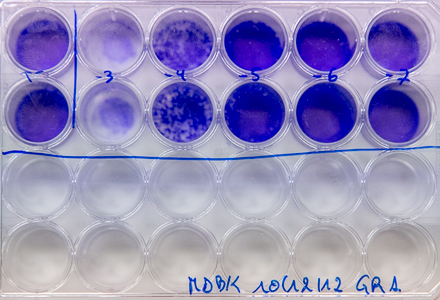 Inactivated virus