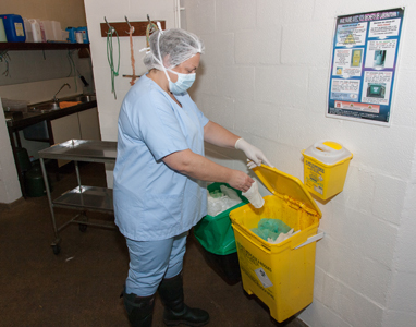 Dispose of gloves  (surgery unit for calves)