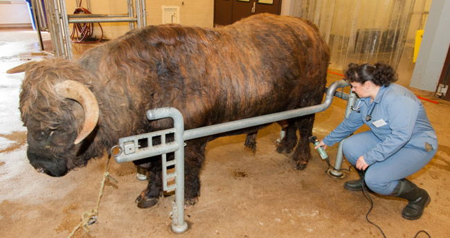 Shear the animal in the large examination room