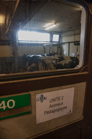 Unit of teaching cows  