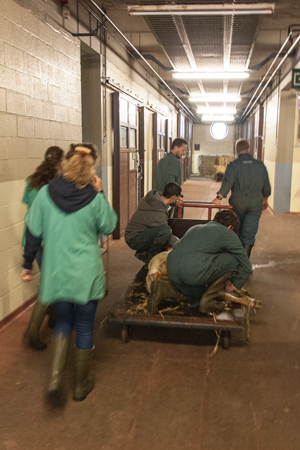 Moving an animal on the trolley in the clinic under the supervision of a staff member