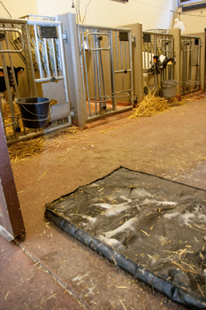 Foot baths are installed at the entrance of the calf unit