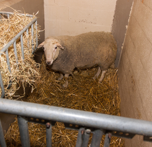 Theseo  Biosécurité - Élevage de Petits Ruminants