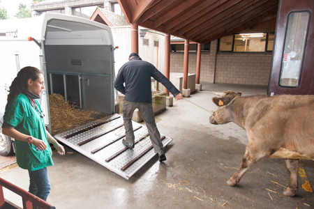 Sortie des animaux vivants