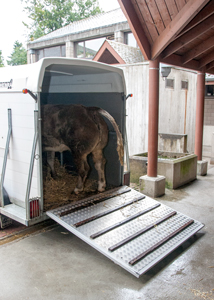 Unloading of an animal able to walk 