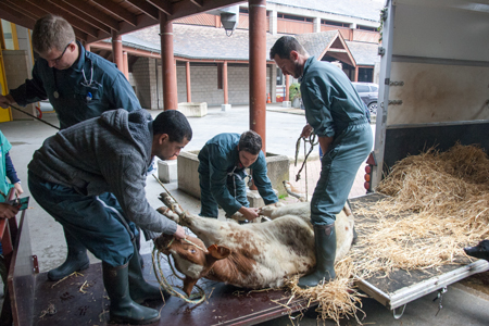 Unloading of an animal in decubitus position