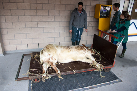 Weight the animal in decubitus position on the scales located in the courtyard of B42