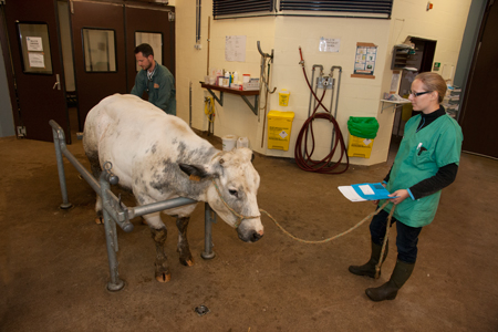 Animal in the cattle crush of the large examination room