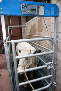 Weight the standing animal on the scales located in the corridor leading to the large examination room